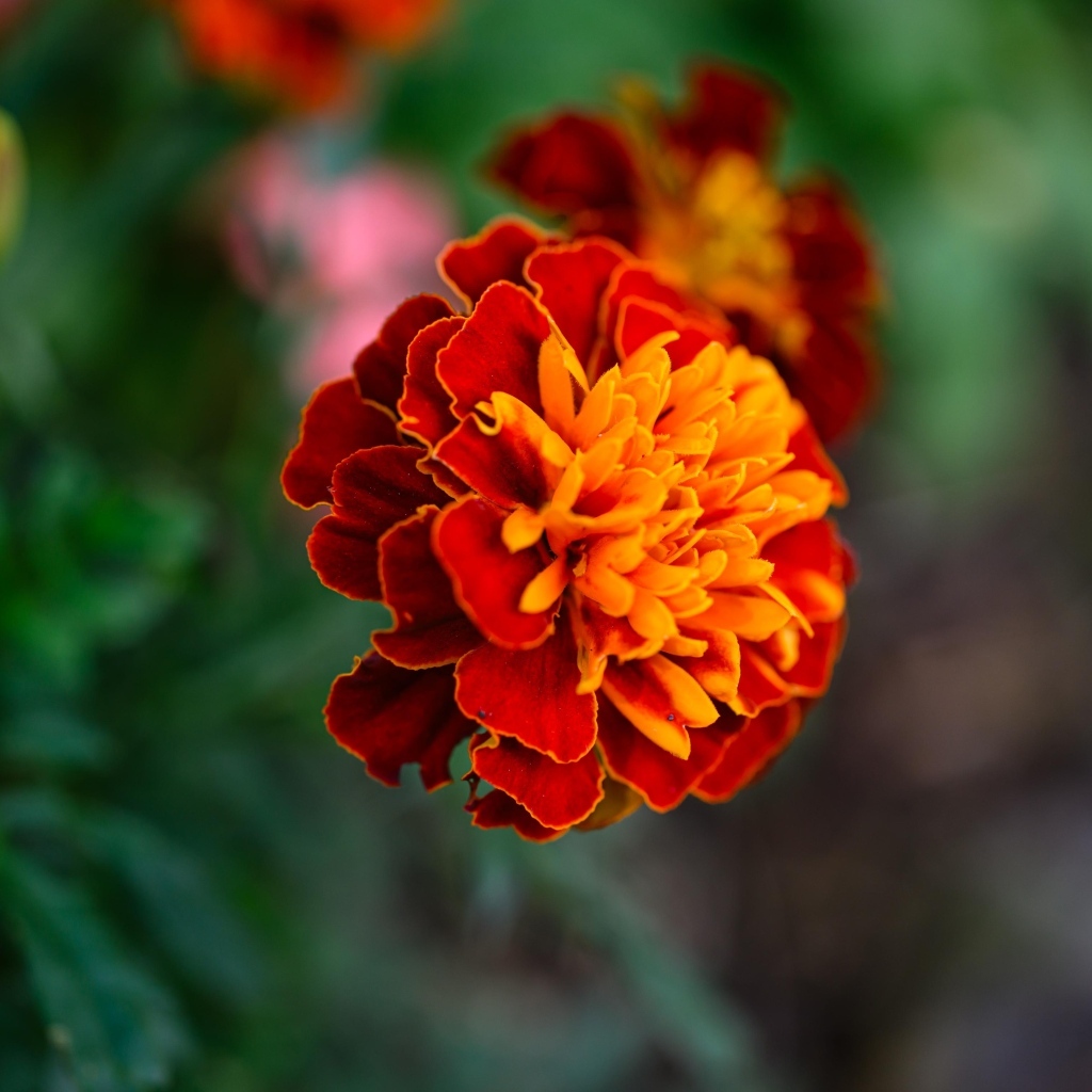 Цветок садового бархатца крупным планом