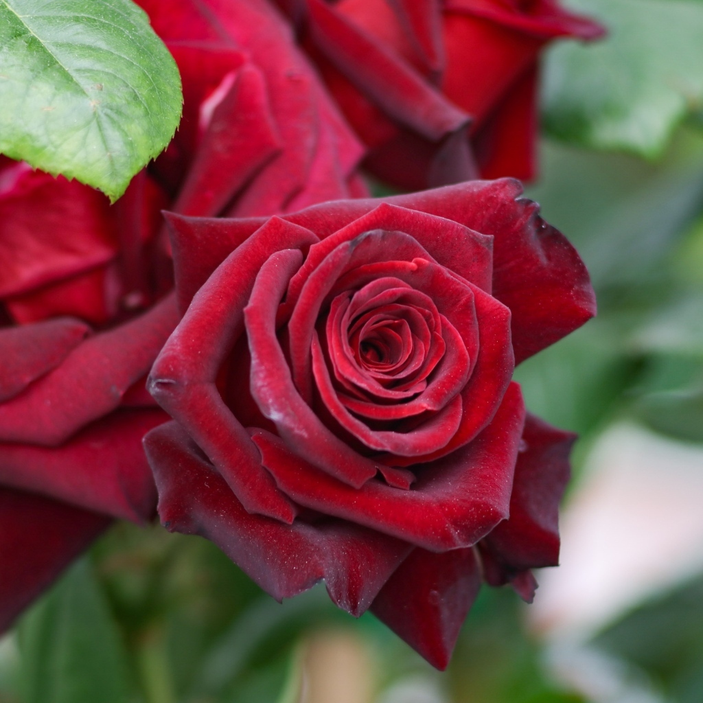 Бордовые чайные розы на клумбе крупным планом