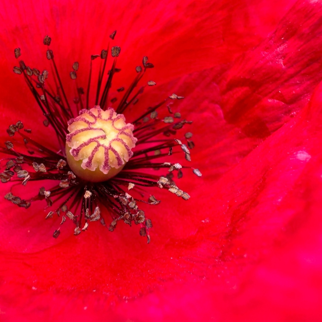 Серединка большого красного мака крупным планом