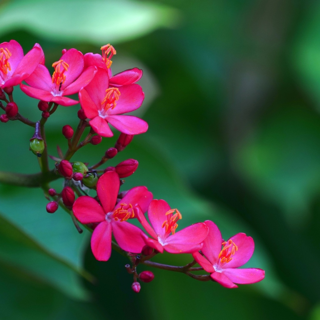 Милые розовые цветы перегринас крупным планом