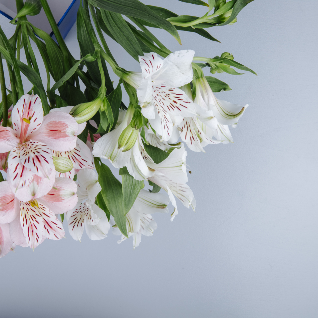 Нежные цветы альстромерии на сером фоне