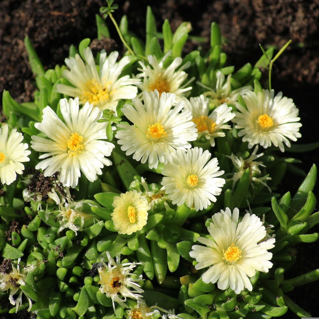 Нежные садовые цветы очиток на клумбе