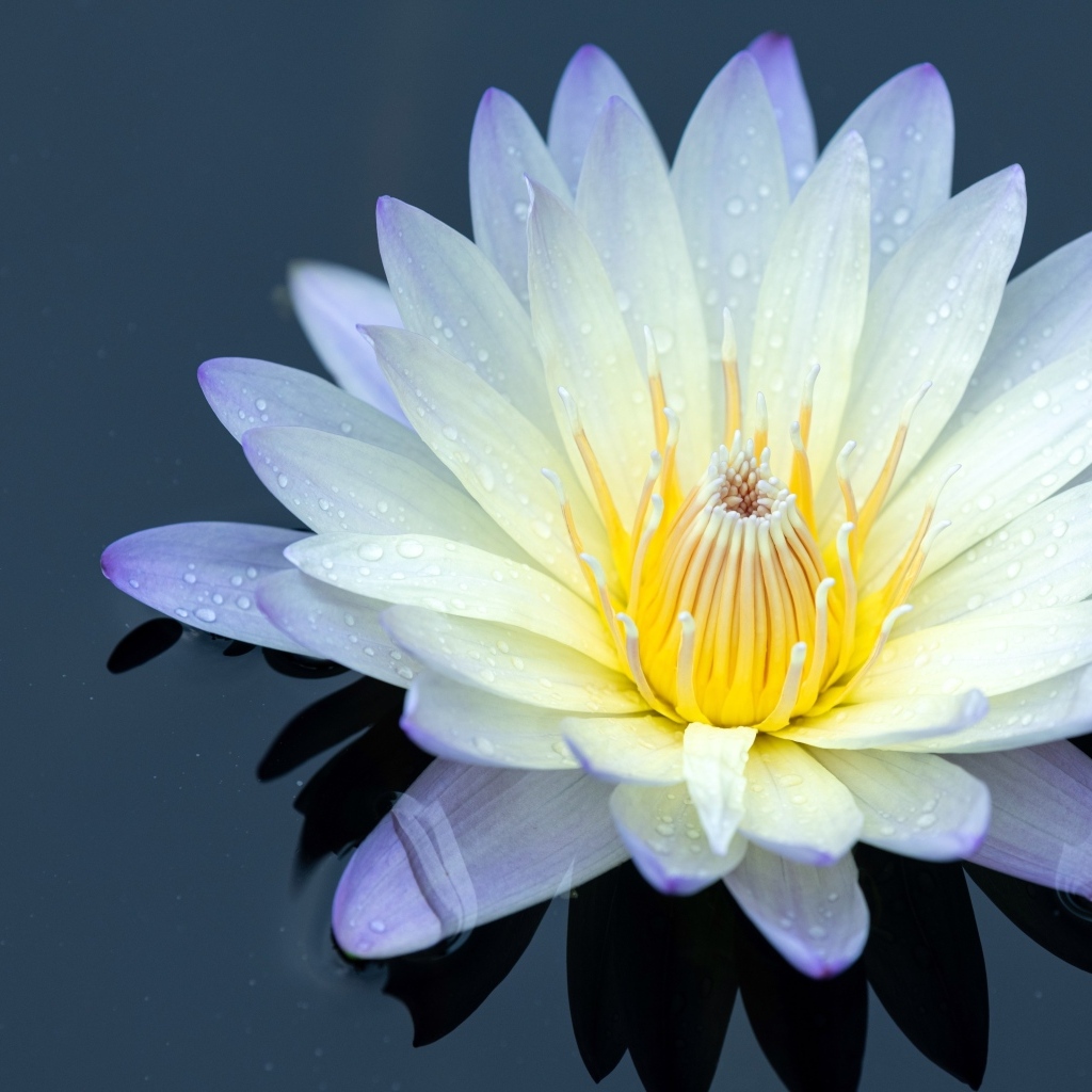 Нежный цветок лотоса в черной холодной воде