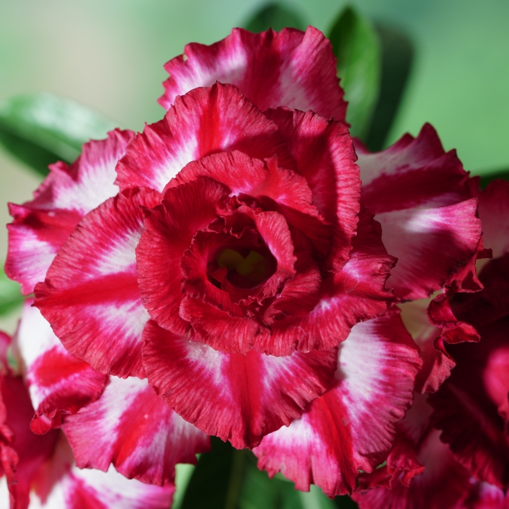 Нежные лепестки цветка адениум