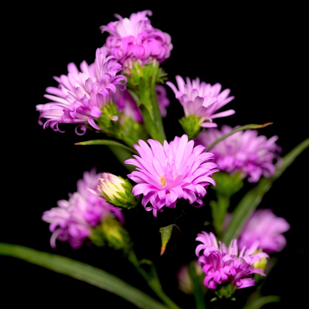 Нежные розовые цветы сентябринка на черном фоне
