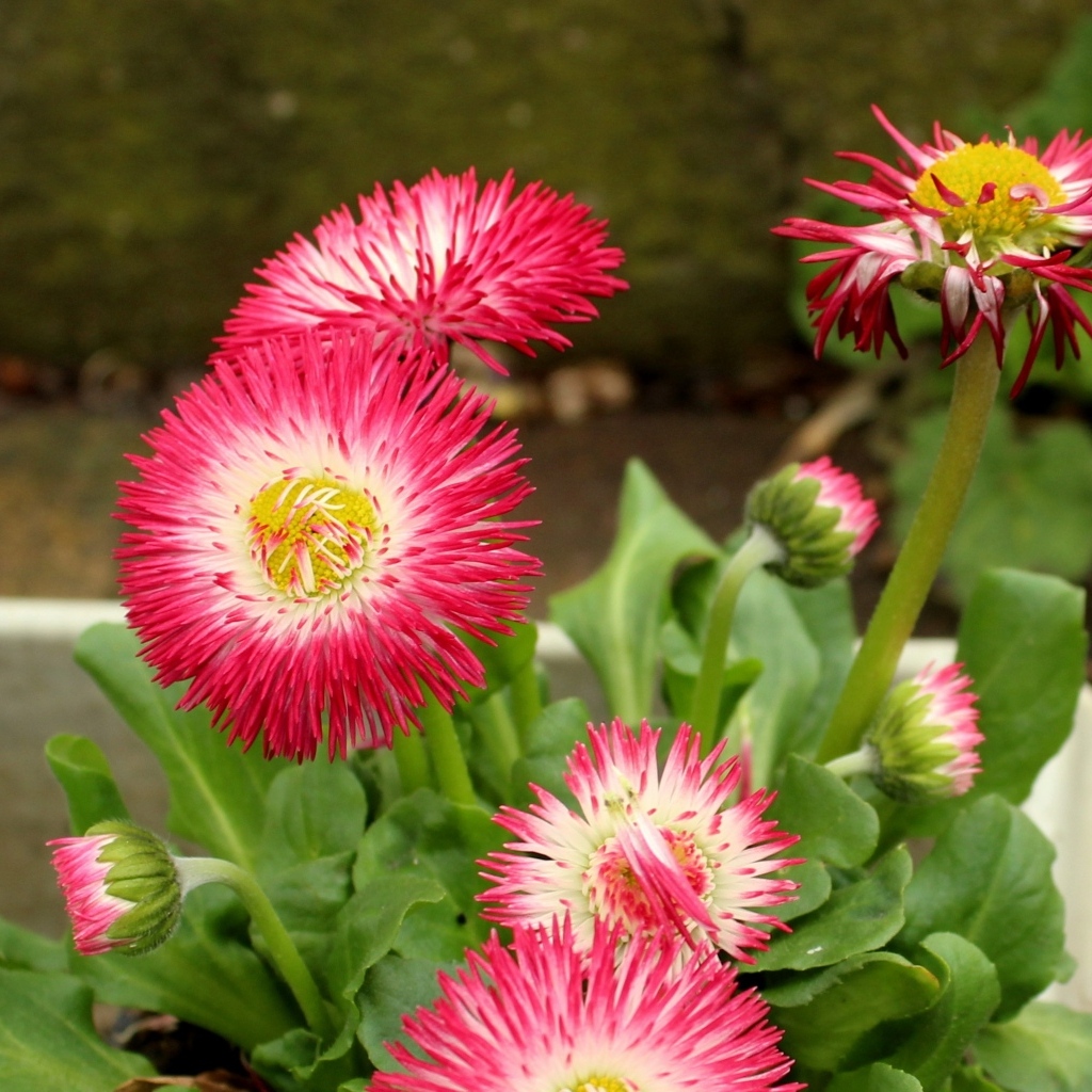 Нежные розовые маргаритки крупным планом