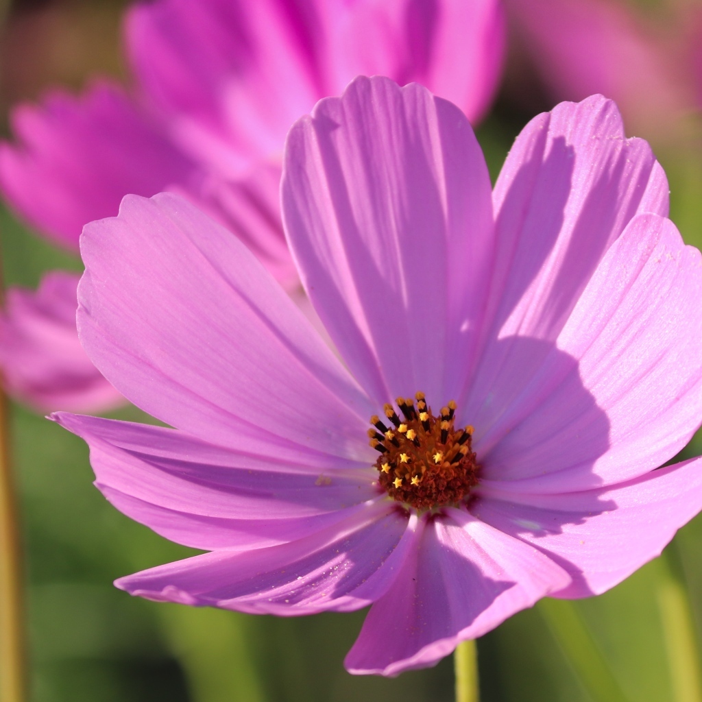 Нежный розовый садовый цветок космея в лучах солнца