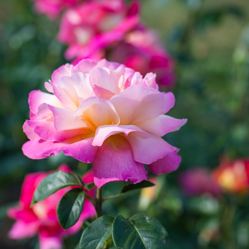 Нежные розовые розы на клумбе в парке