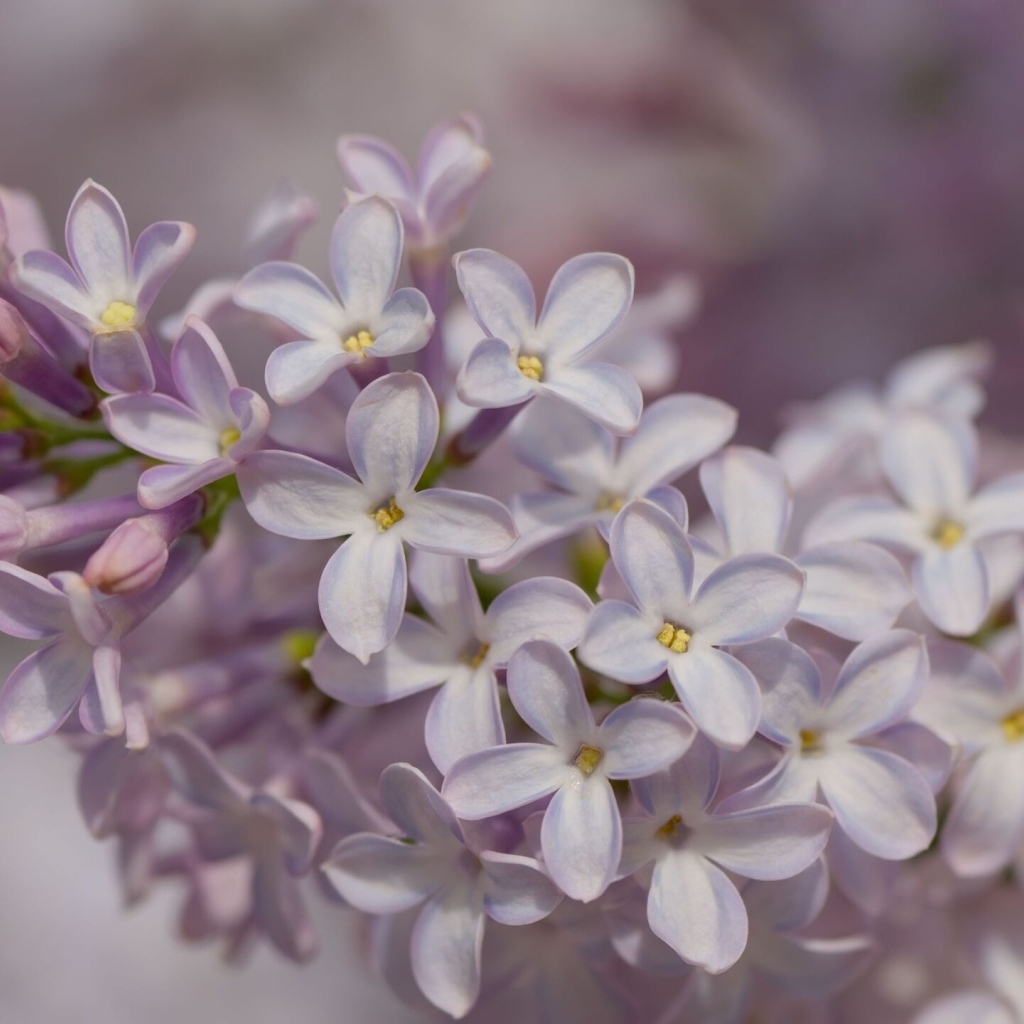Нежные весенние цветы сирени
