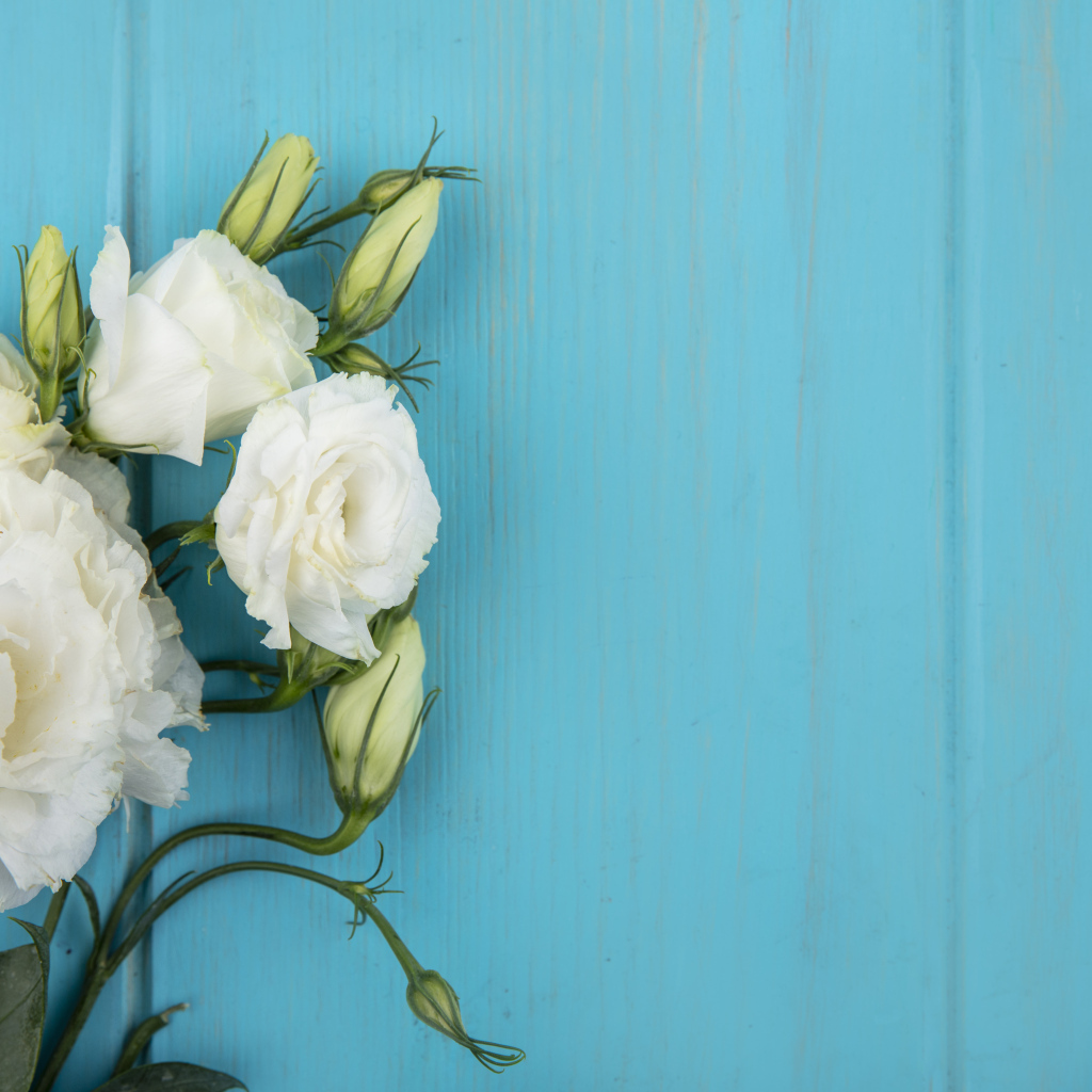 Нежная белая эустома на голубом фоне