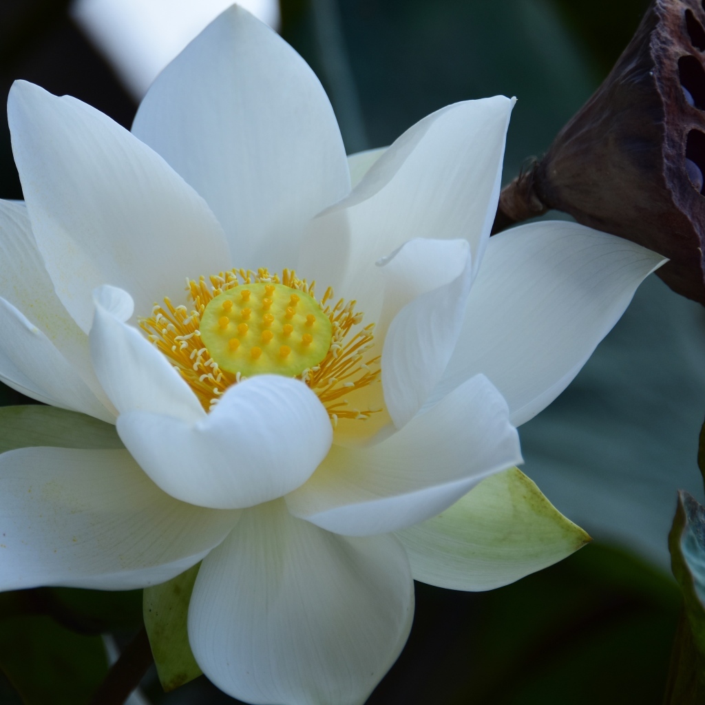 Нежный белый цветок лотоса крупным планом