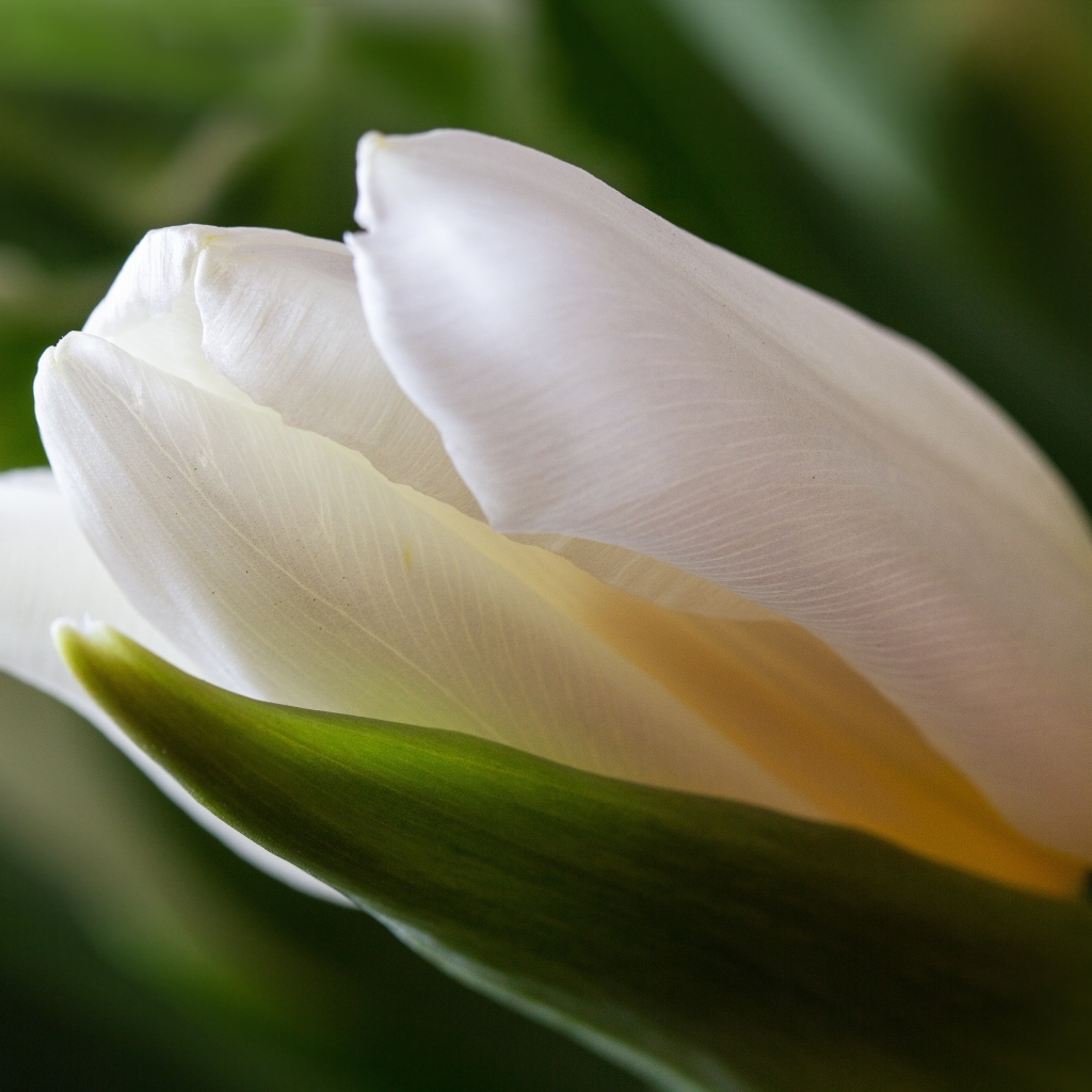 Нежный белый тюльпан с зелеными листьями
