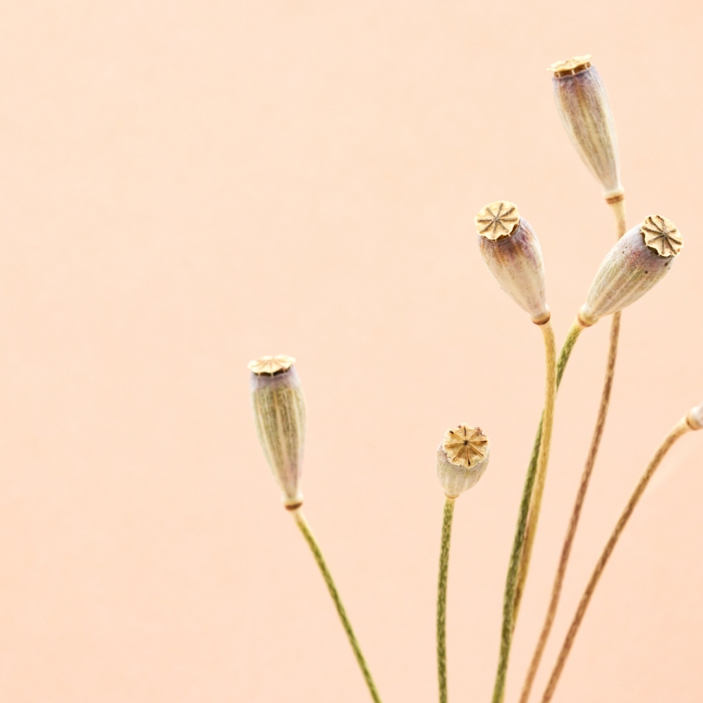 Высушенные отцветшие цветы на бежевом фоне