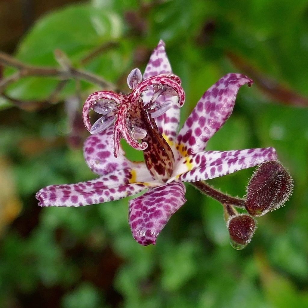 Экзотический пятнистый цветок орхидеи