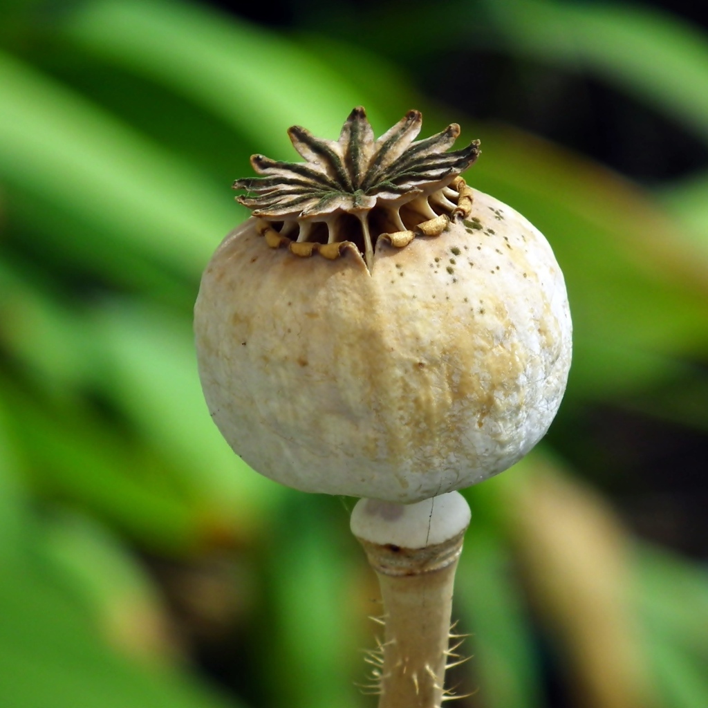 Отцветший мак крупным планом 