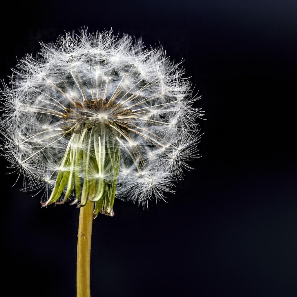 Отцветший белый одуванчик на черном фоне