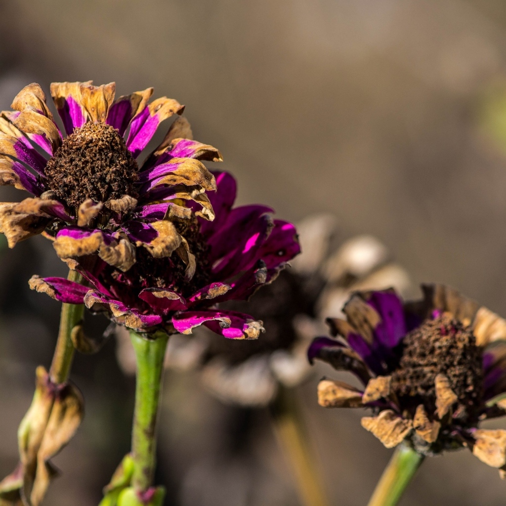 Отцветшие цветы циннии 