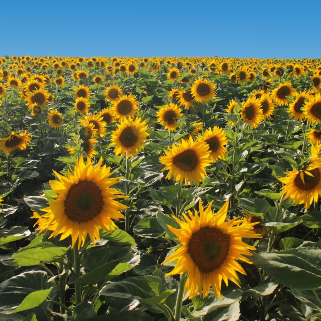 Поле больших цветущих подсолнухов под голубым небом