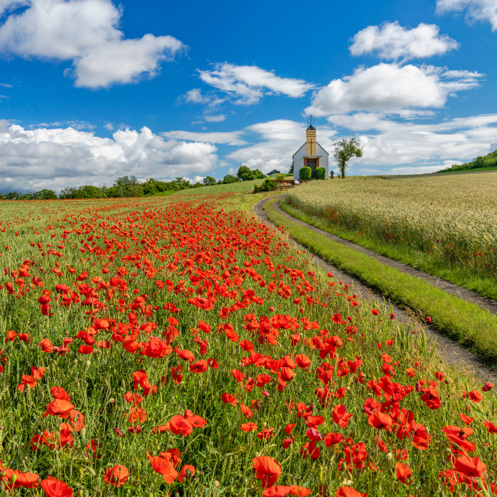 Поле красных маков под голубым небом с белыми облаками