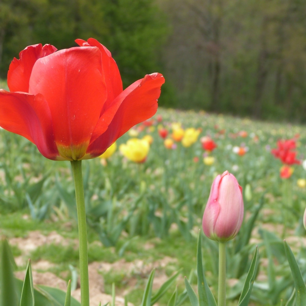 Поле с разноцветными тюльпанами в начале весны