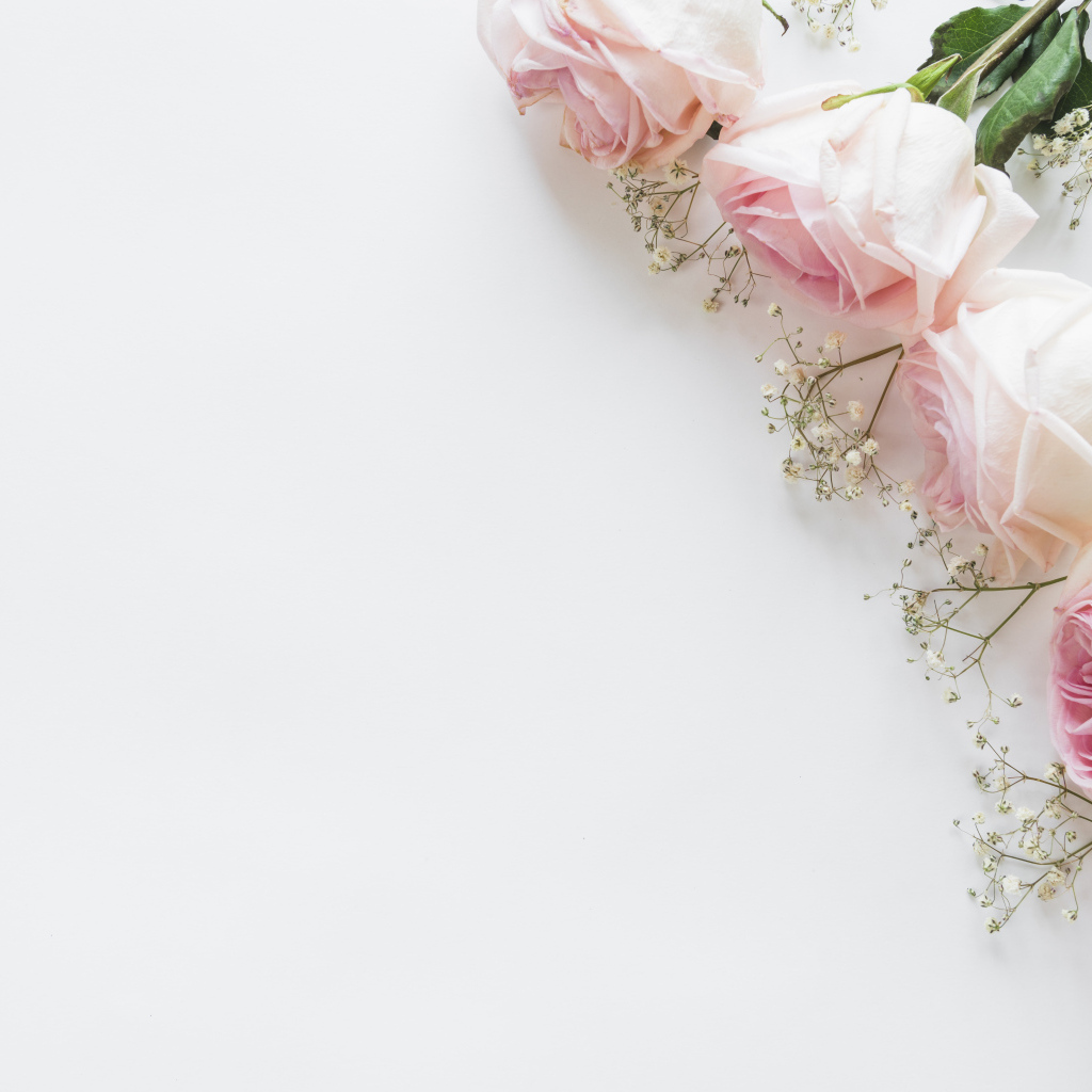 Пять розовых роз с гипсофилой на белом фоне