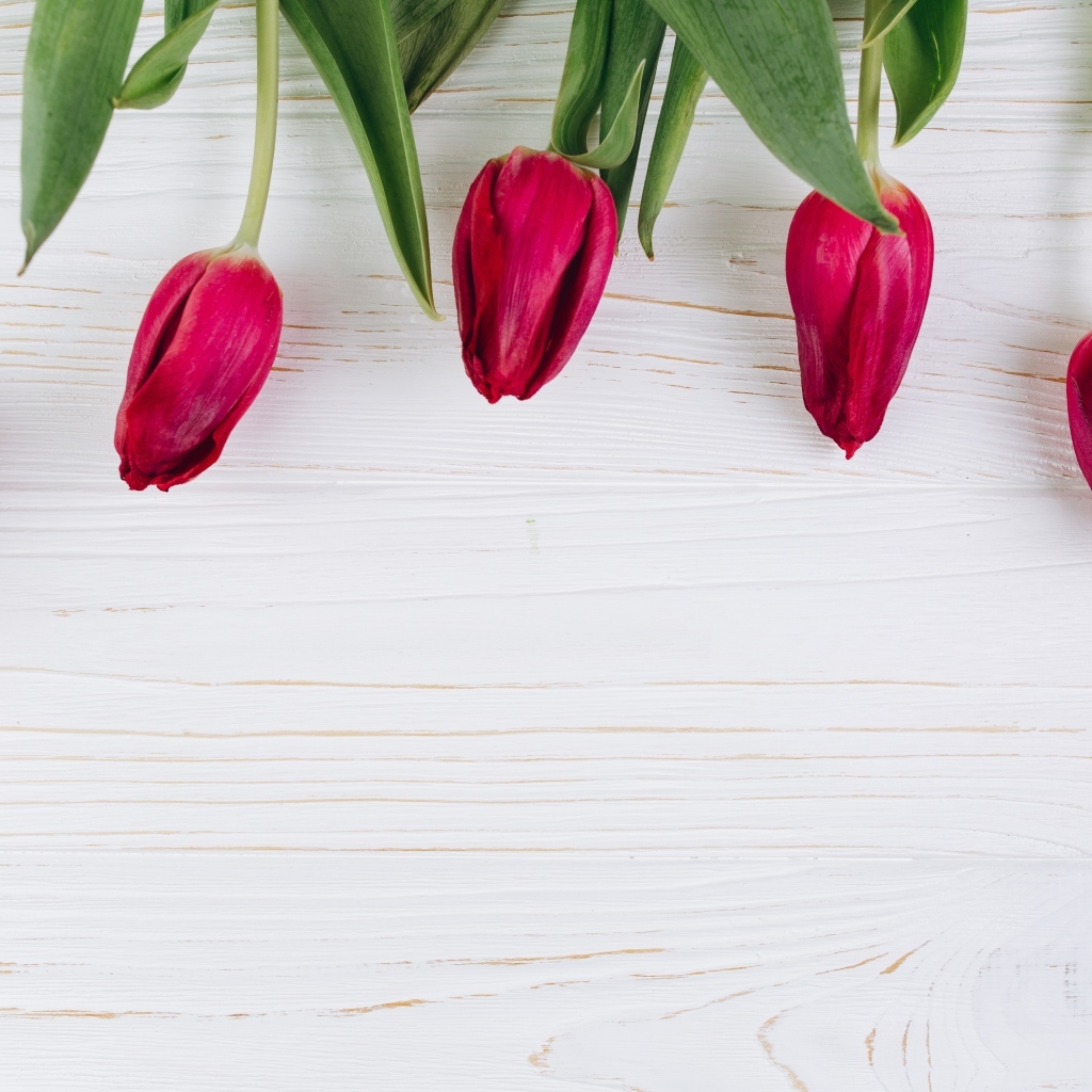 Пять красных тюльпанов на белом фоне