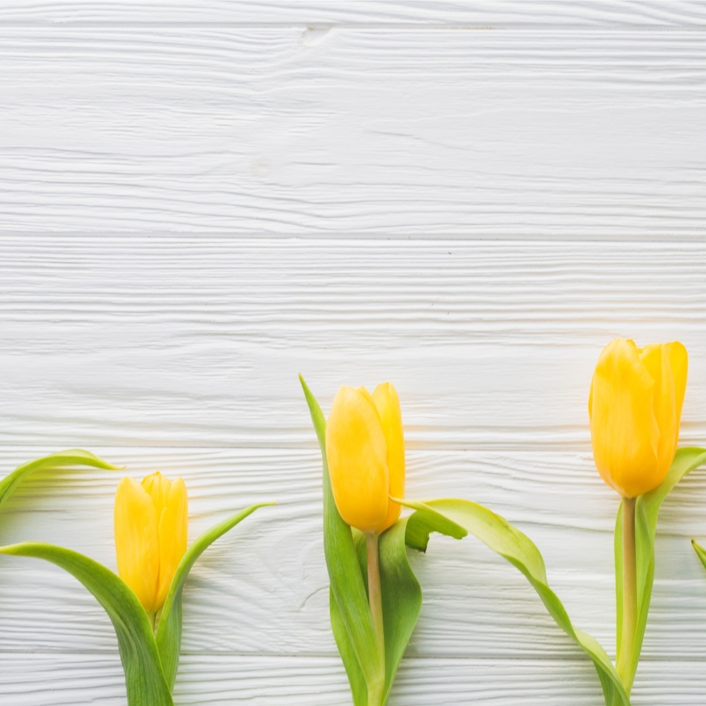 Пять желтых тюльпанов на белом фоне весной