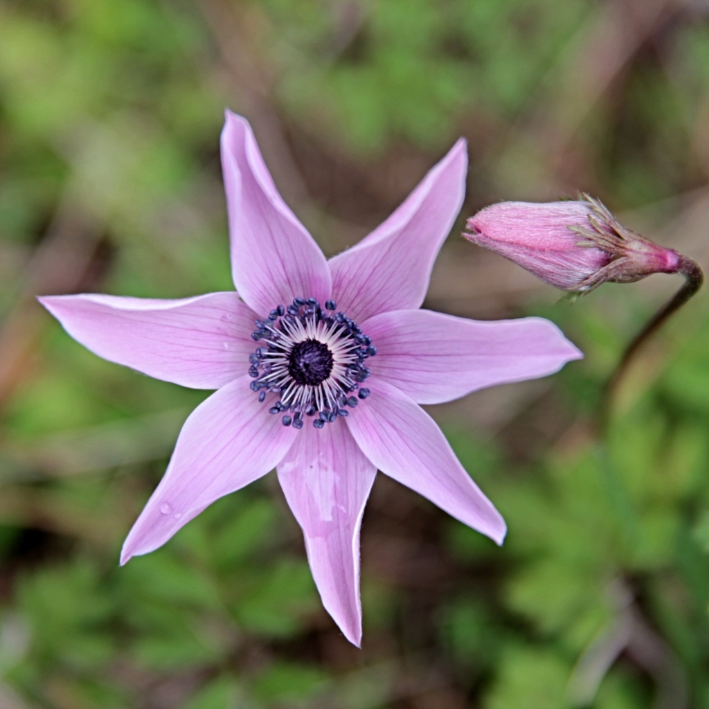 Лесной цветок анемона с бутоном крупным планом