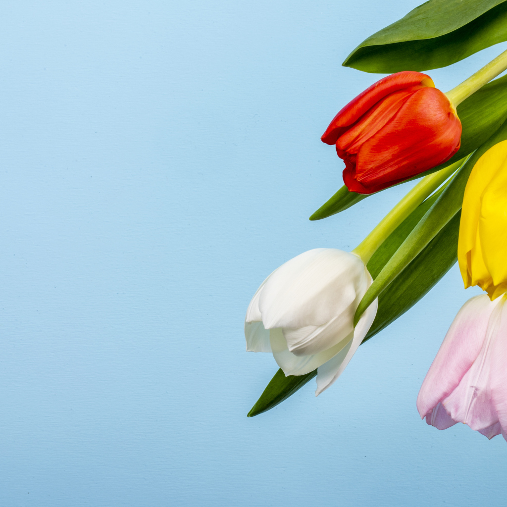 Четыре тюльпана на голубом фоне