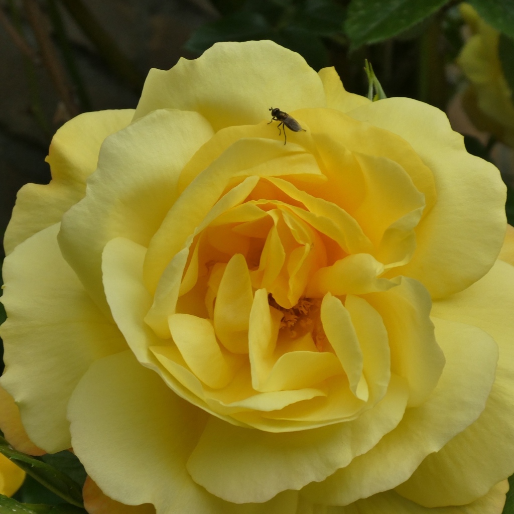 Ароматная садовая желтая роза с мухой