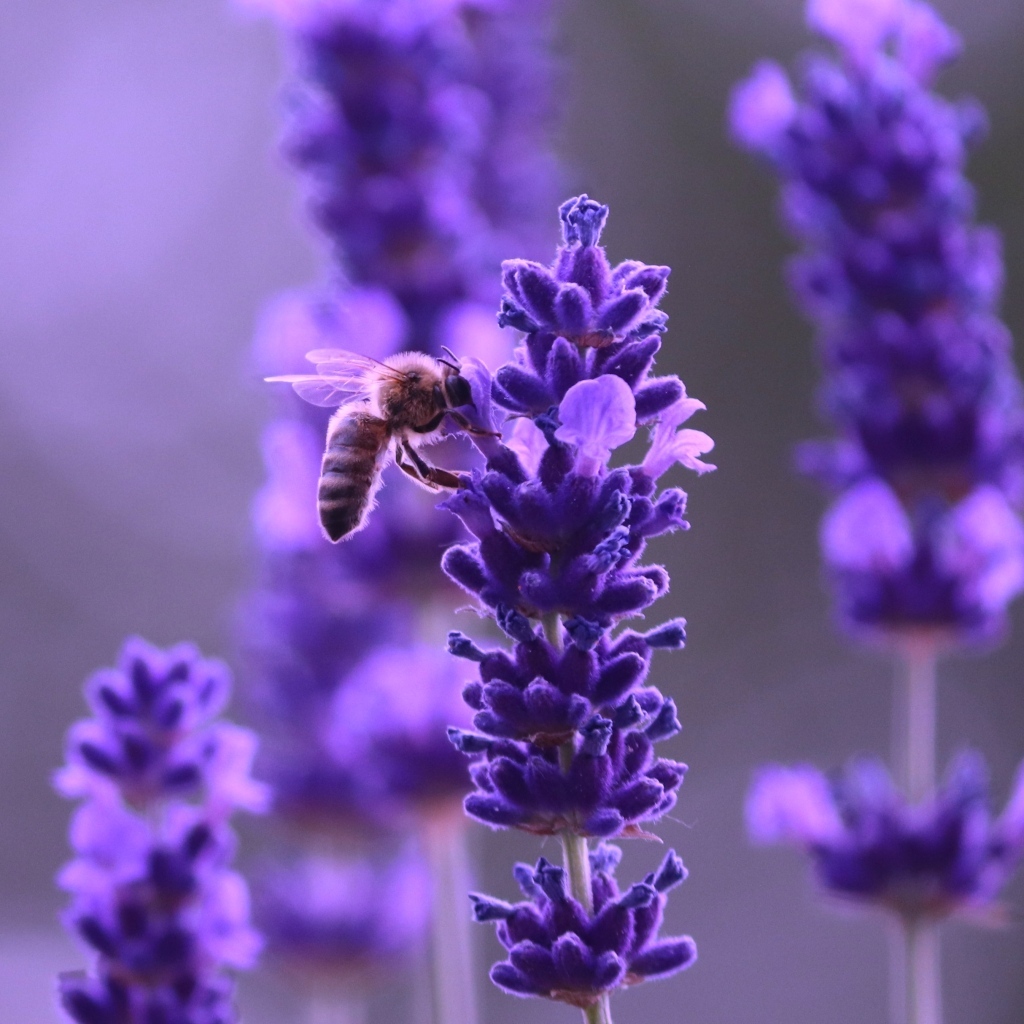 Ароматные фиолетовые цветы полевой лаванды