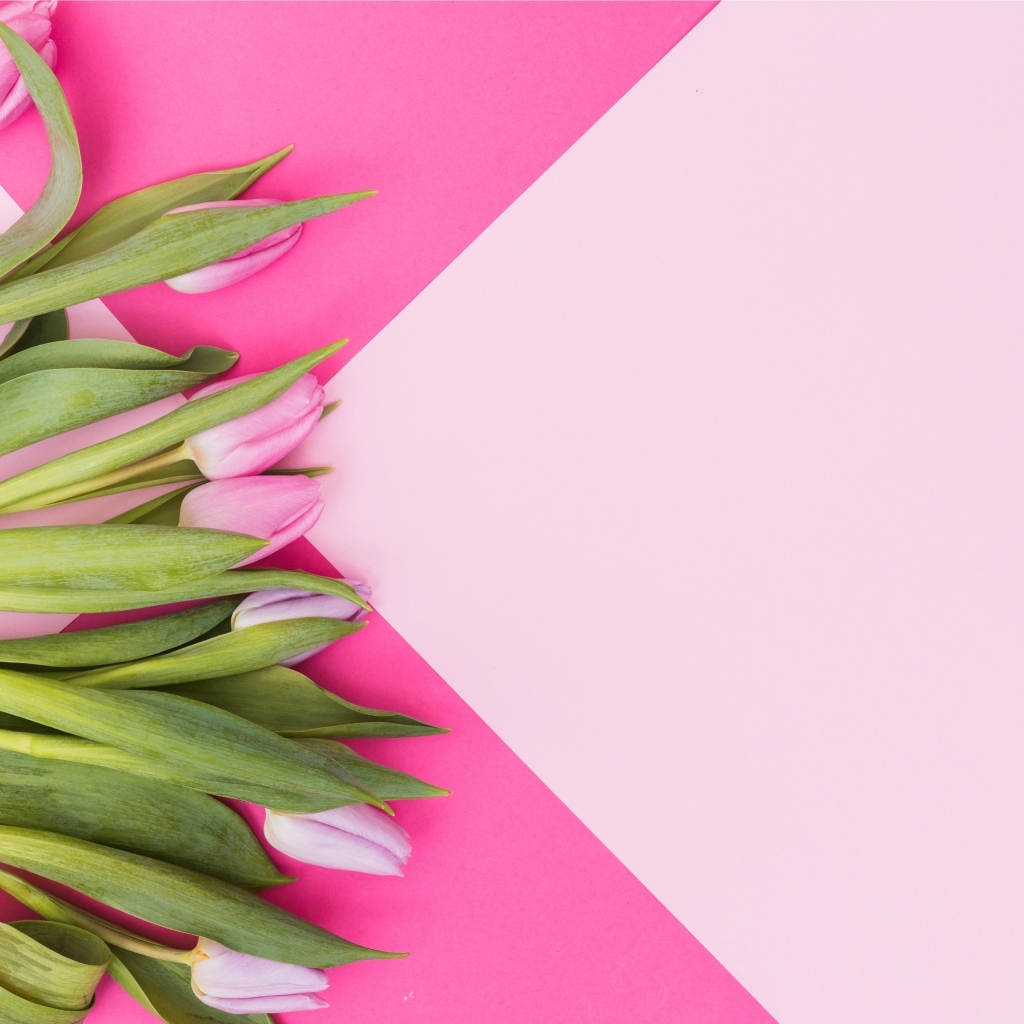 Свежие тюльпаны на нежном розовом фоне