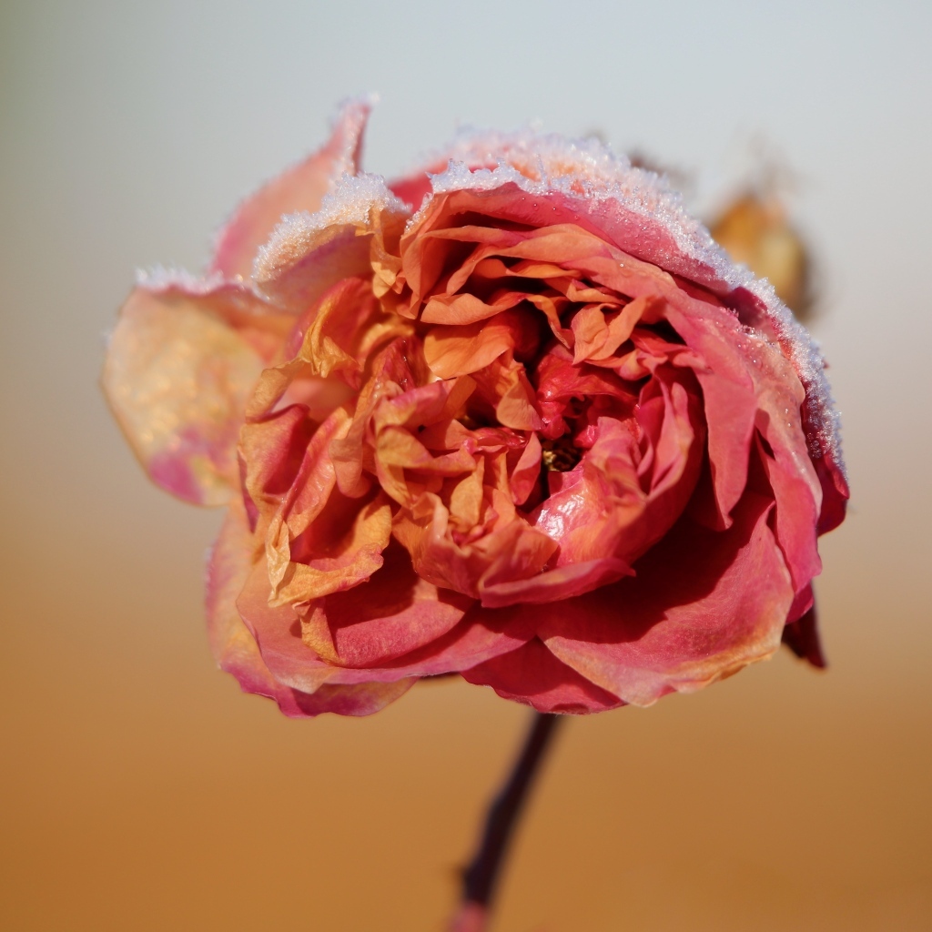 Замерзшая покрытая снегом роза крупным планом