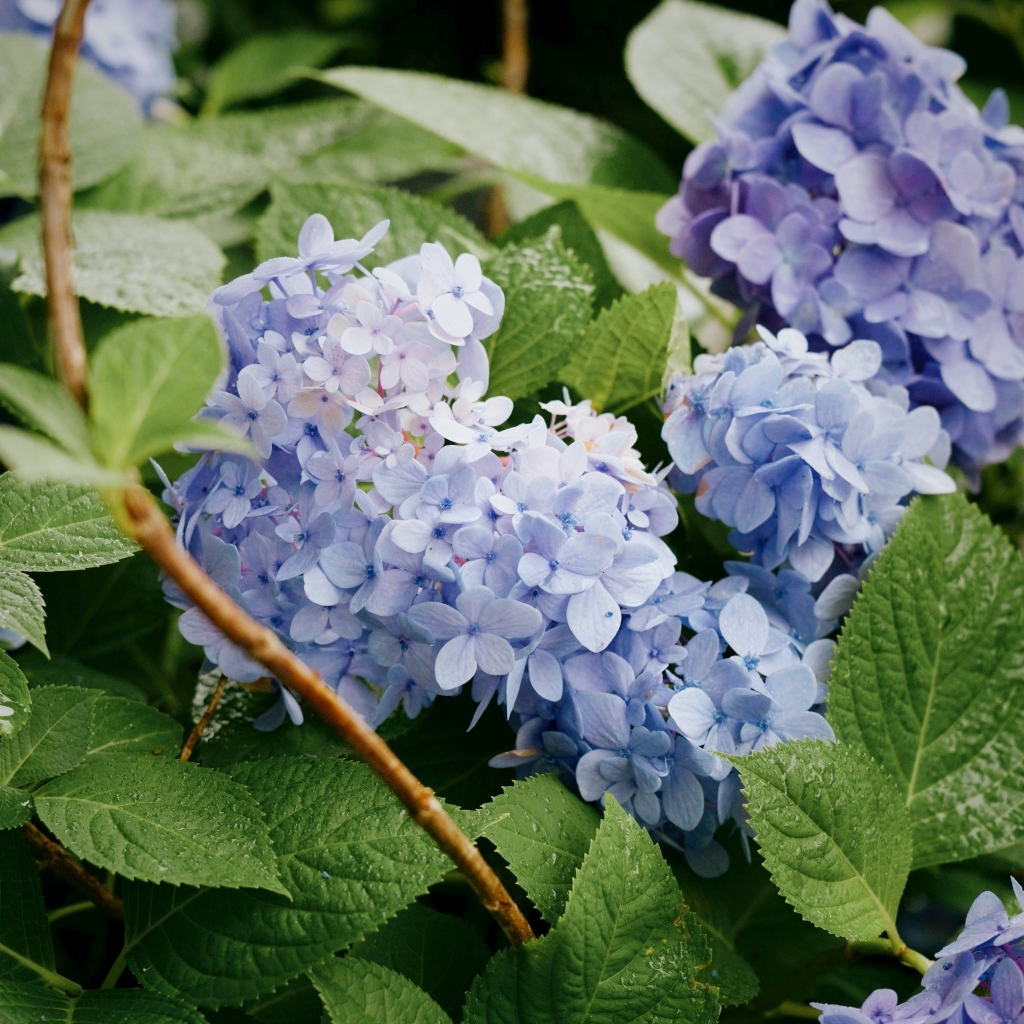 Садовая гортензия в зеленых листьях