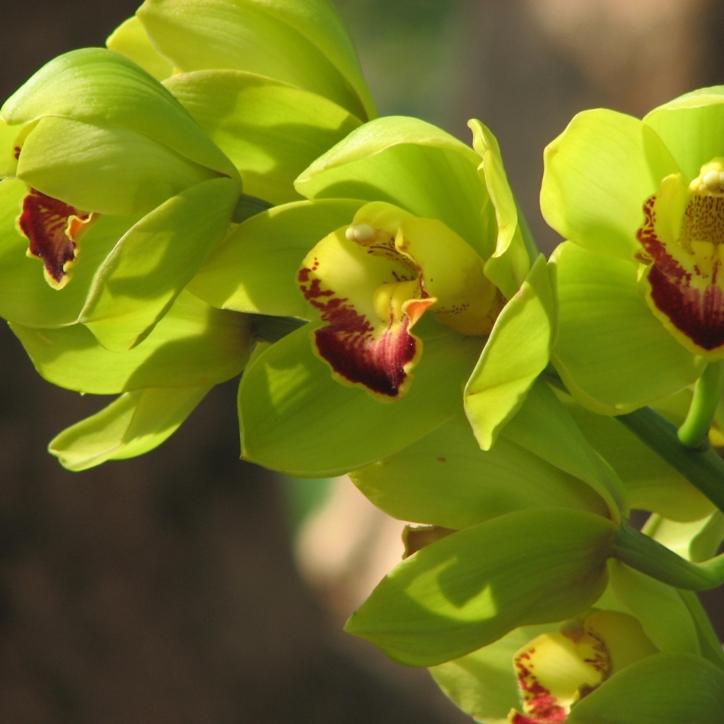 Зеленые цветы орхидеи крупным планом