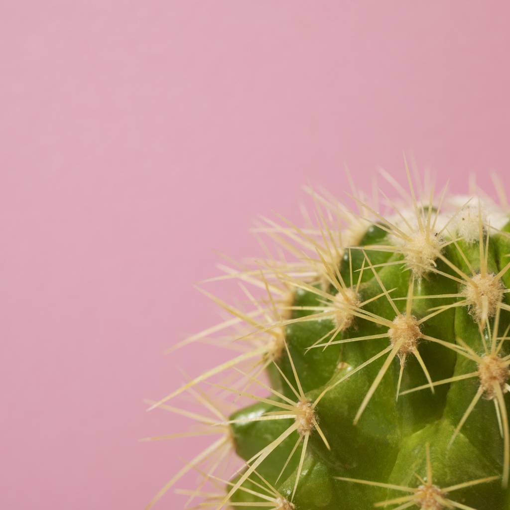 Зеленый колючий кактус на розовом фоне