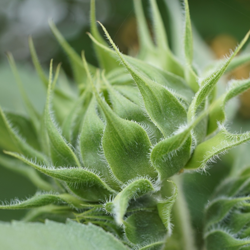 Зеленый нераспустившийся бутон подсолнуха