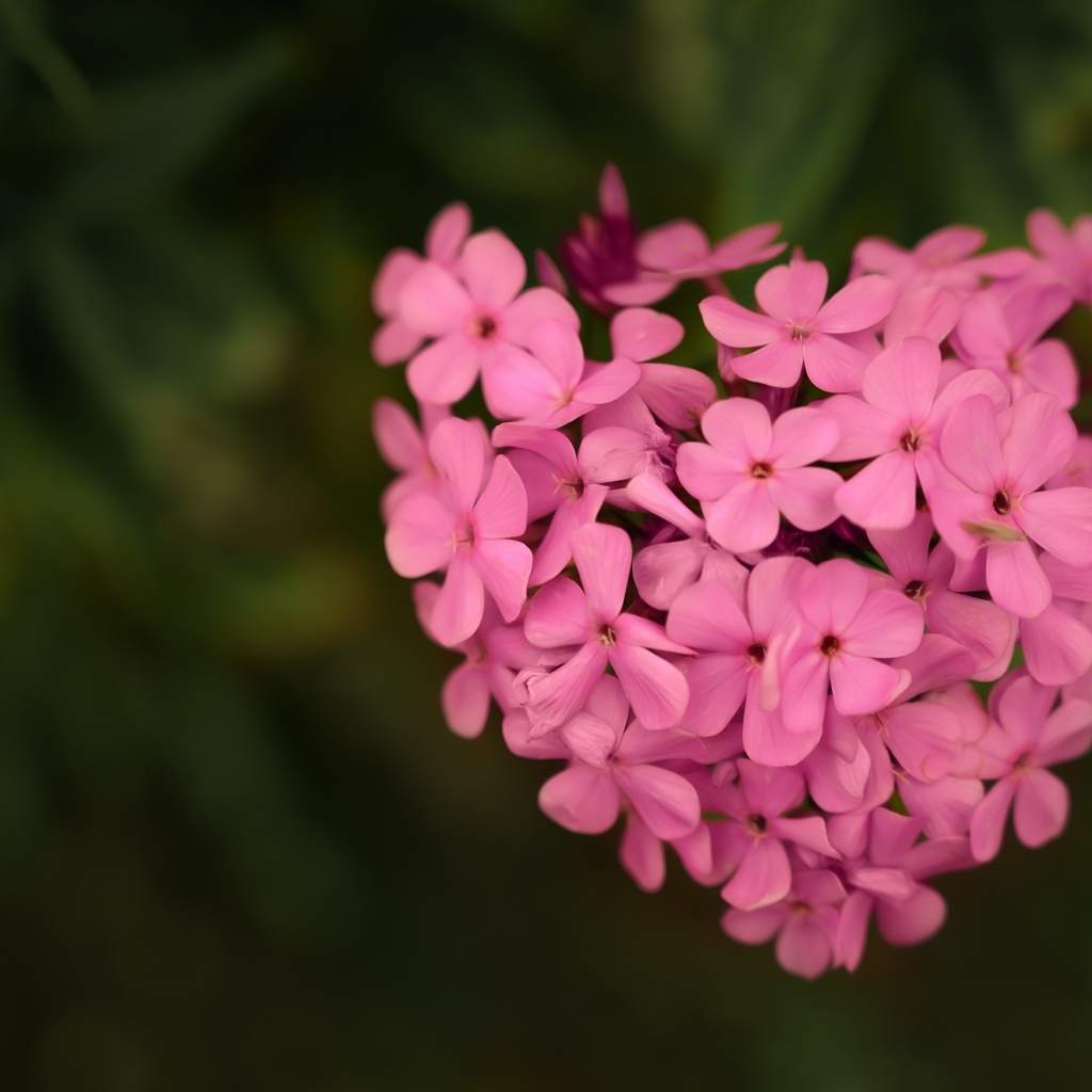 Сердце из розовых цветов флокса