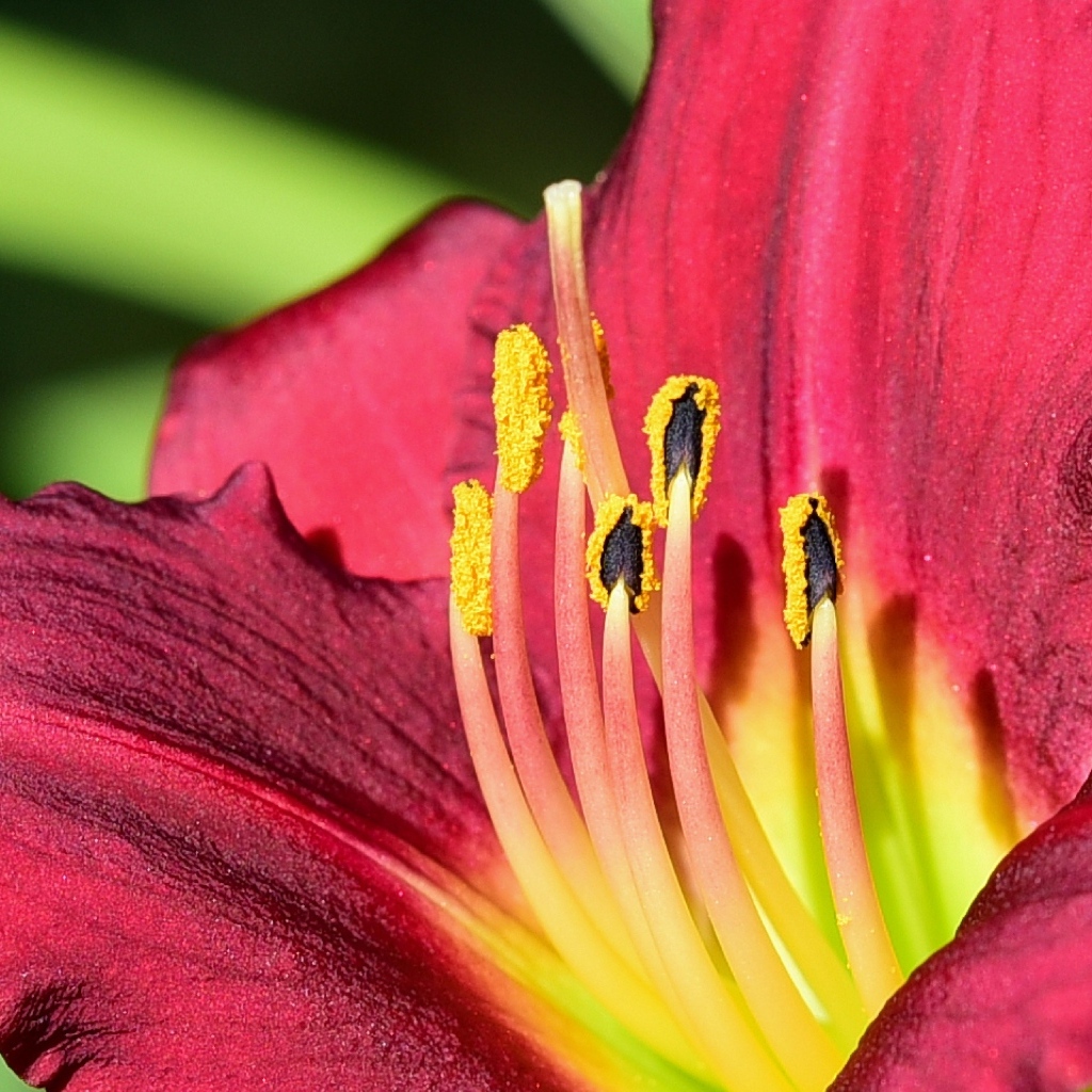 Большие бордовые лепестки лилейника