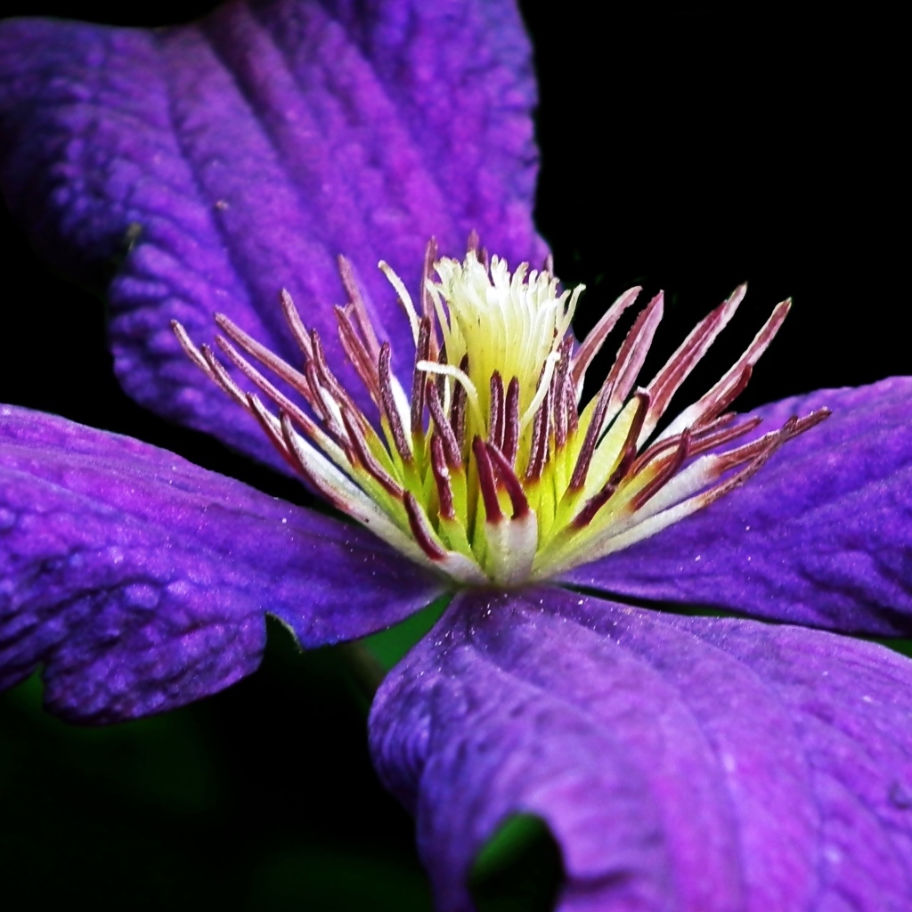 Крупный цветок клематиса на черном фоне