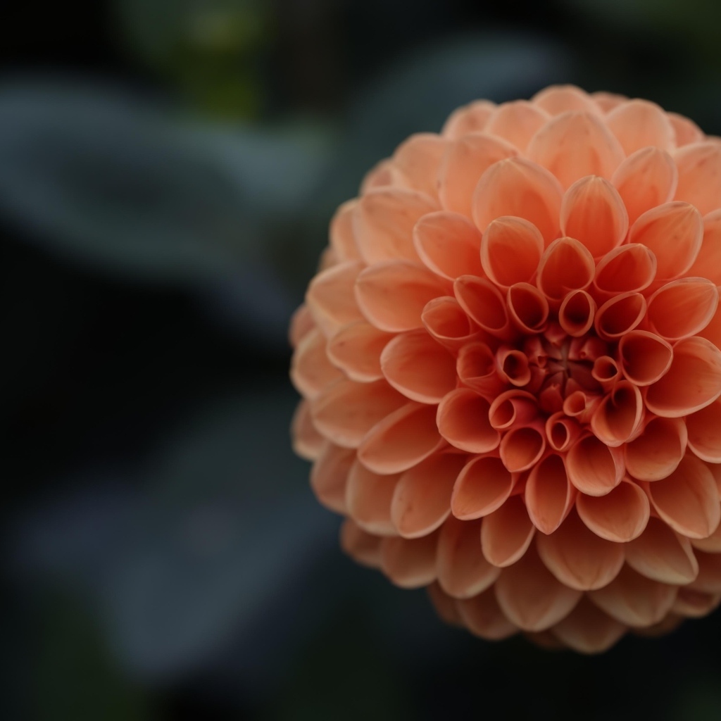 Большой оранжевый цветок георгина крупным планом