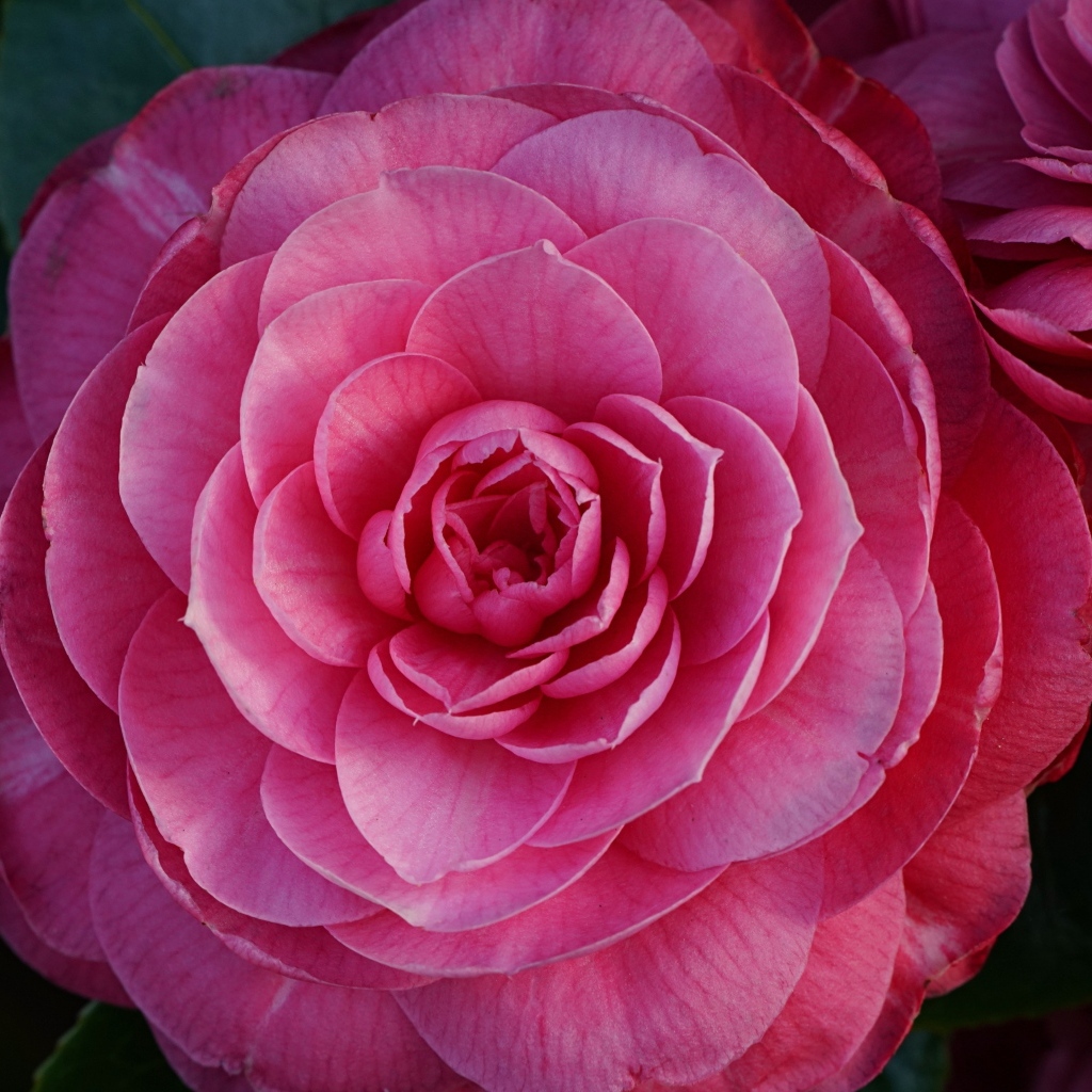 Большой розовый цветок камелия крупным планом