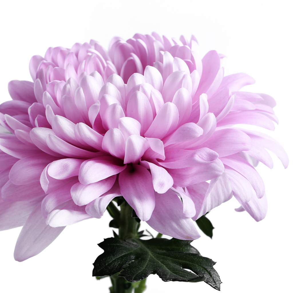 Крупный розовый цветок хризантемы на белом фоне