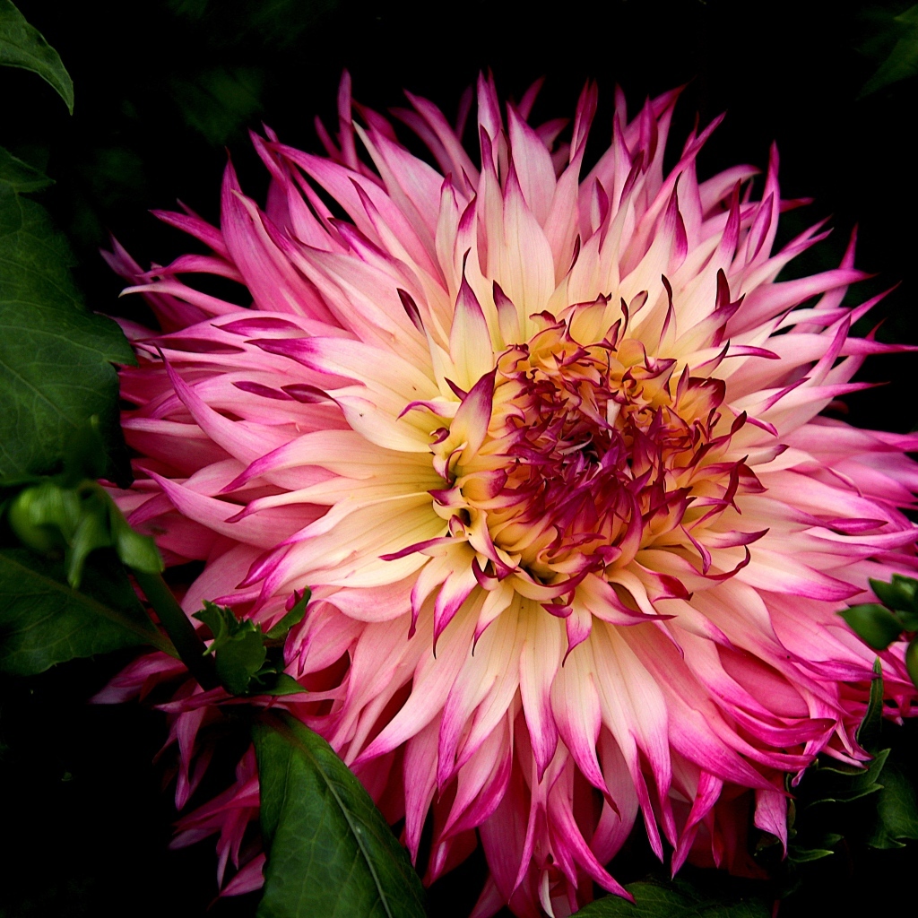 Крупная розовая георгина на клумбе