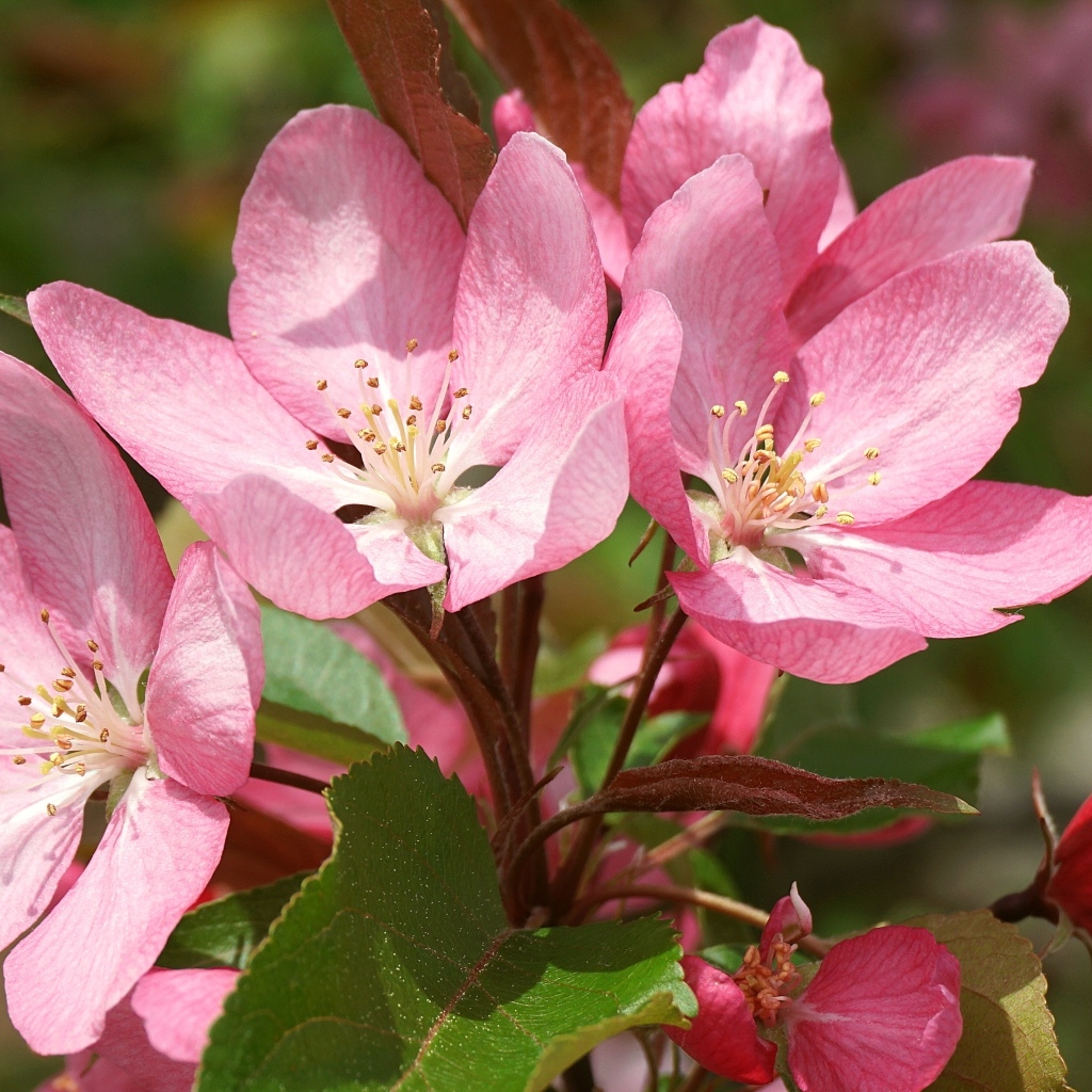 Крупные розовые цветы на ветке