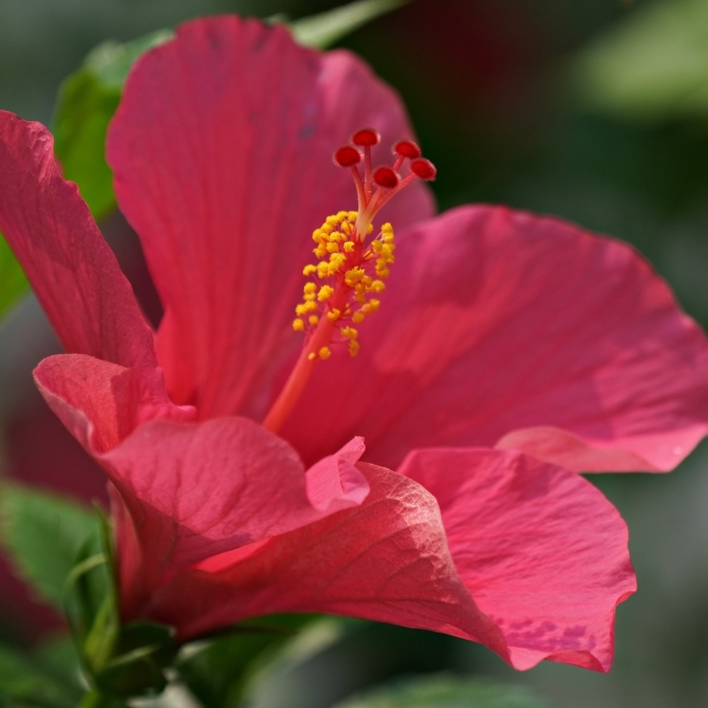 Большой розовый гибискус крупным планом