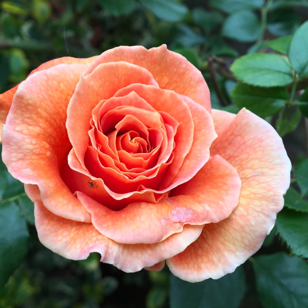 Большая розовая роза на клумбе