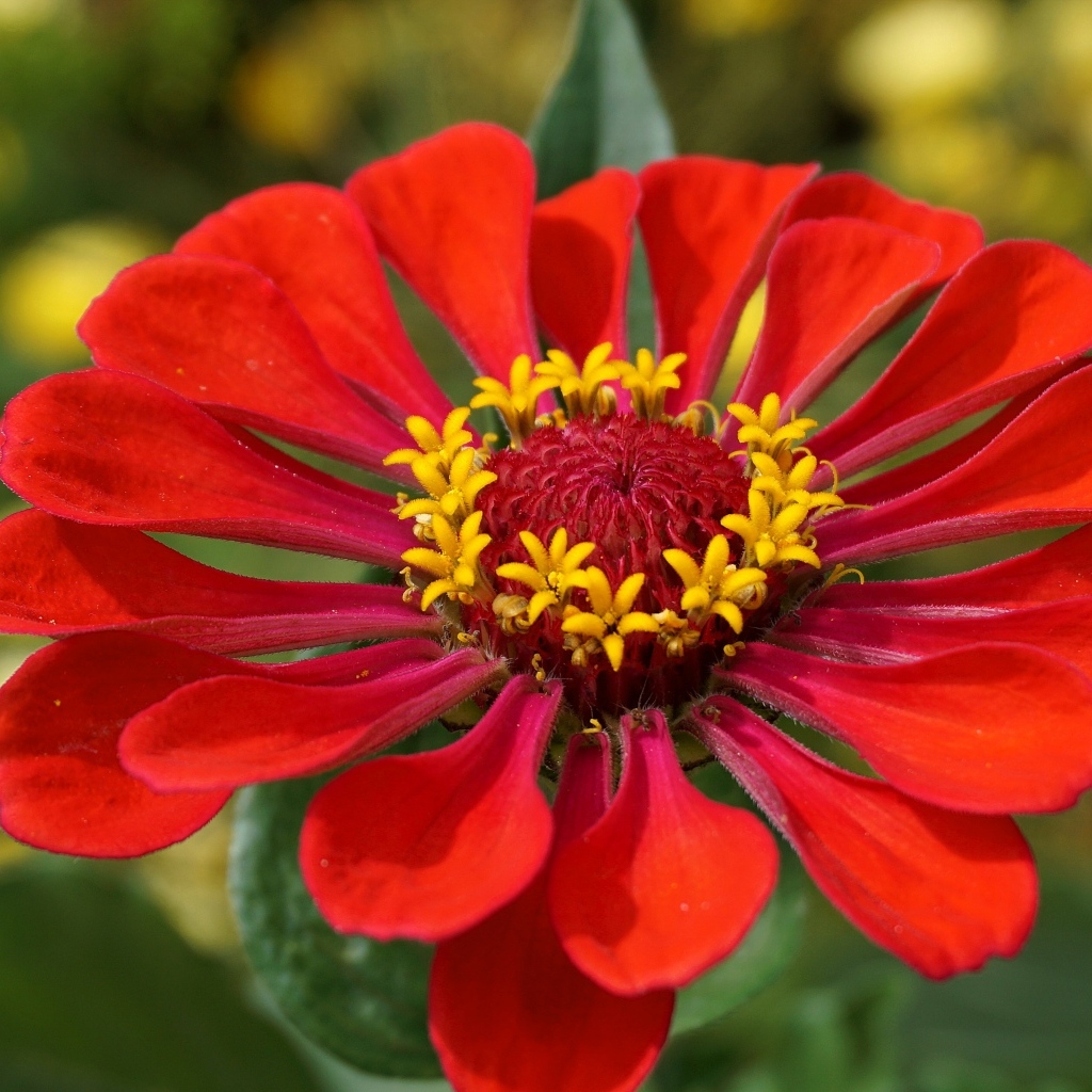 Большой красный цветок цинния