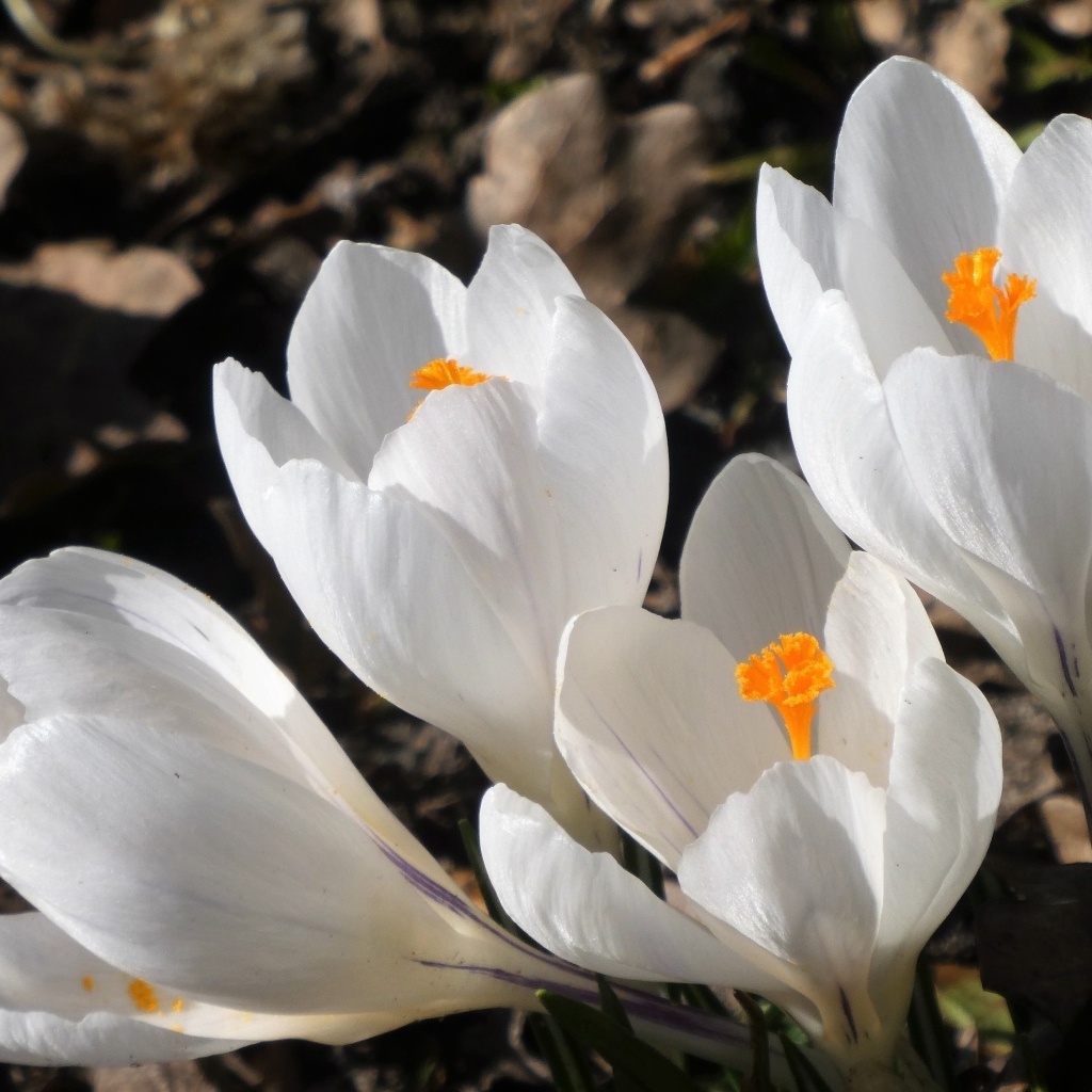 Крупные белые крокусы весной на клумбе