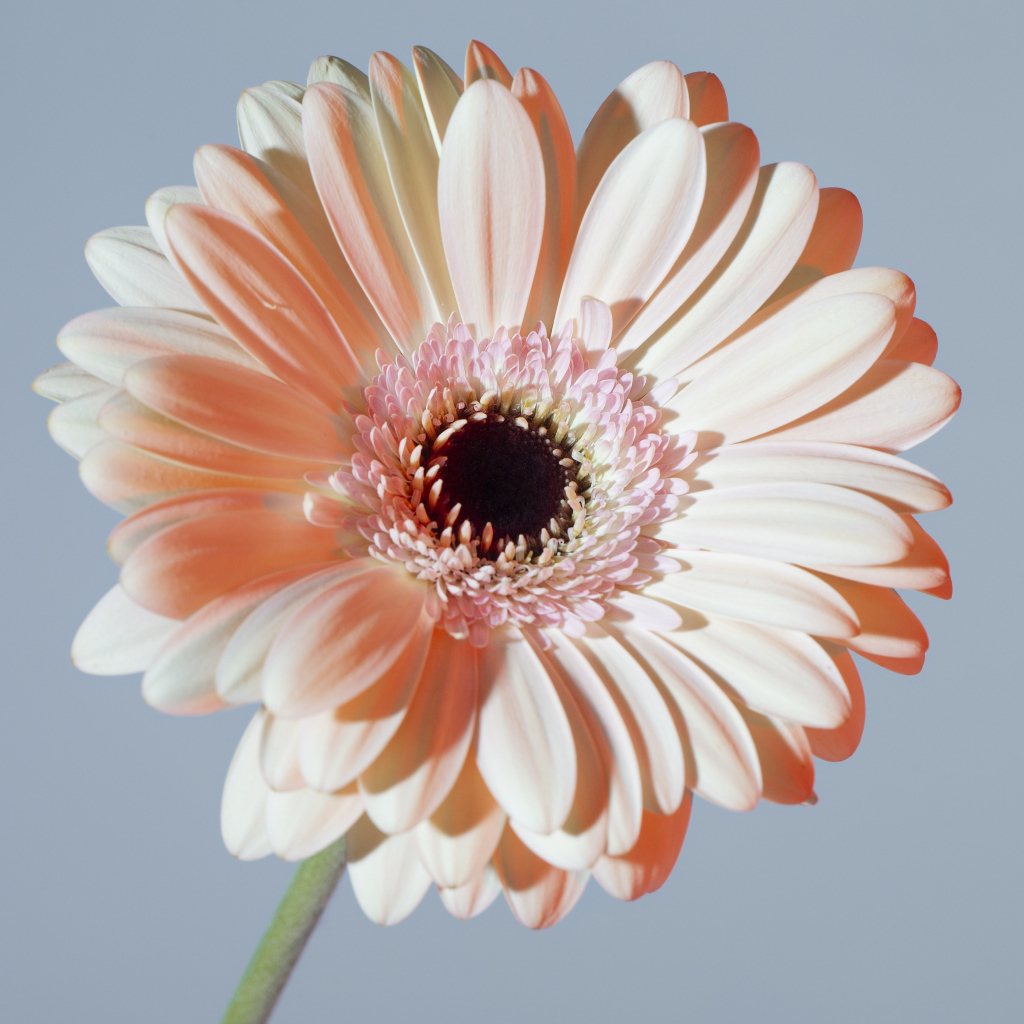 Крупная белая гербера на сером фоне